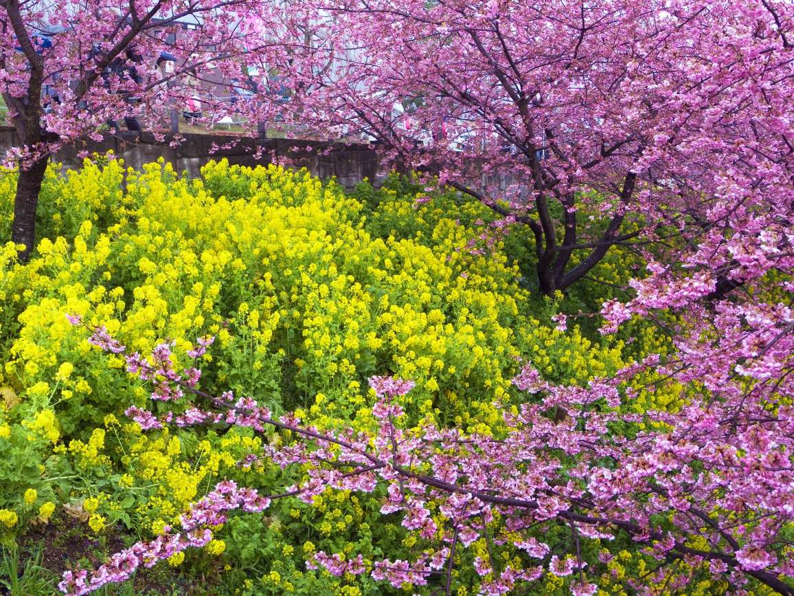 ซากุระคาวาซึสีชมพูและดอกนาโนะฮานะสีเหลืองที่งานมัตสึดะซากุระมัตสึริ