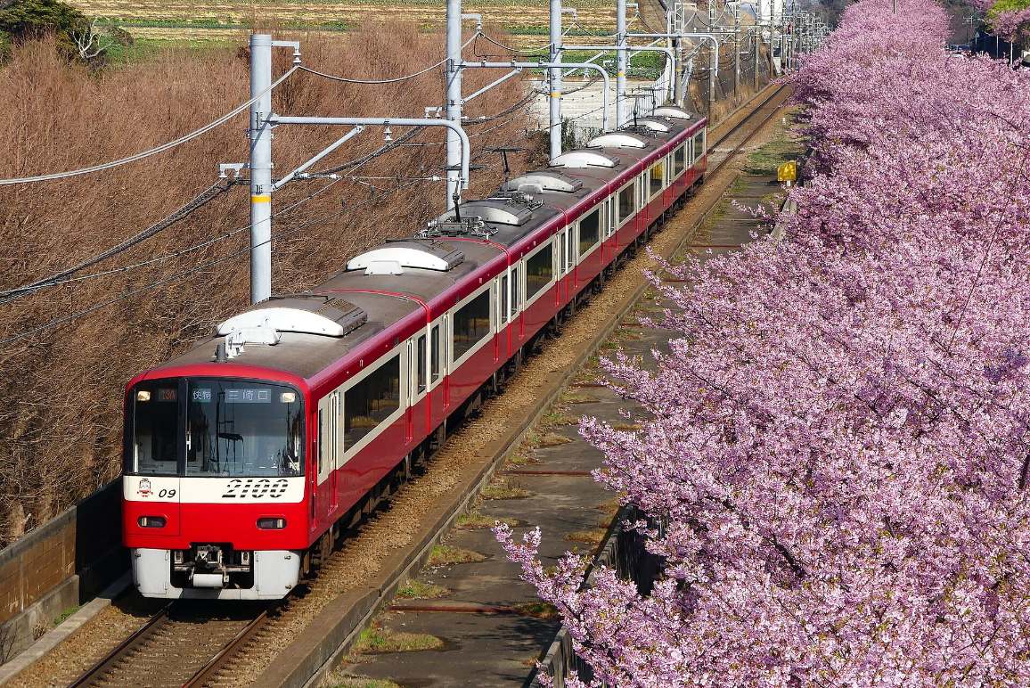 ซากุระคาวาซึริมทางรถไฟเคคิวใกล้สถานีมิอุระไคกัง