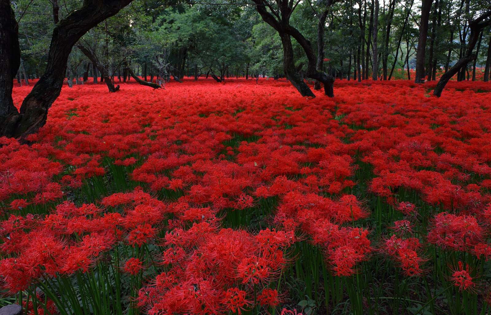 สวนคินชาคุดะ