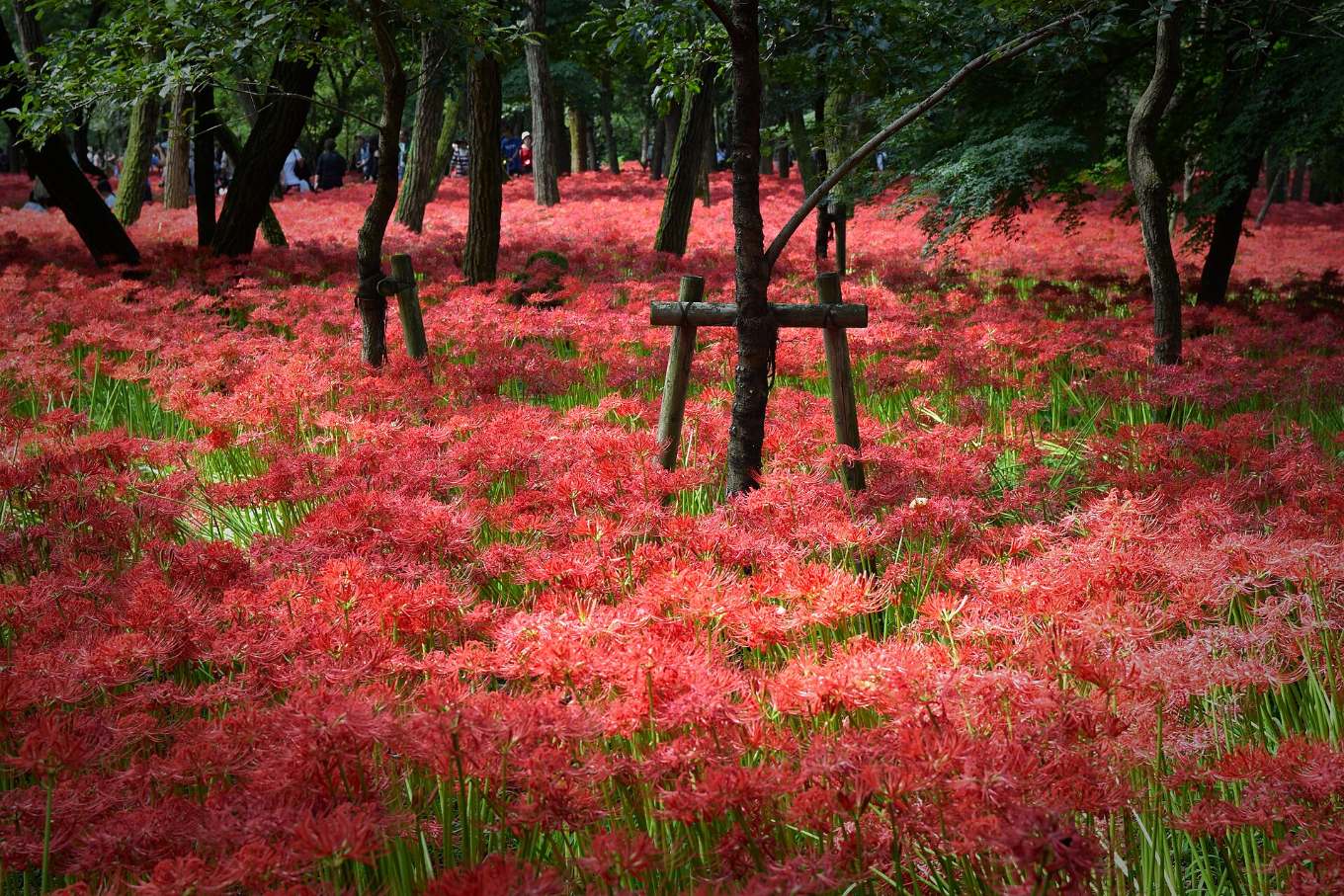 ทุ่งดอกฮิกังบานะในป่าที่สวนคินชาคุดะ