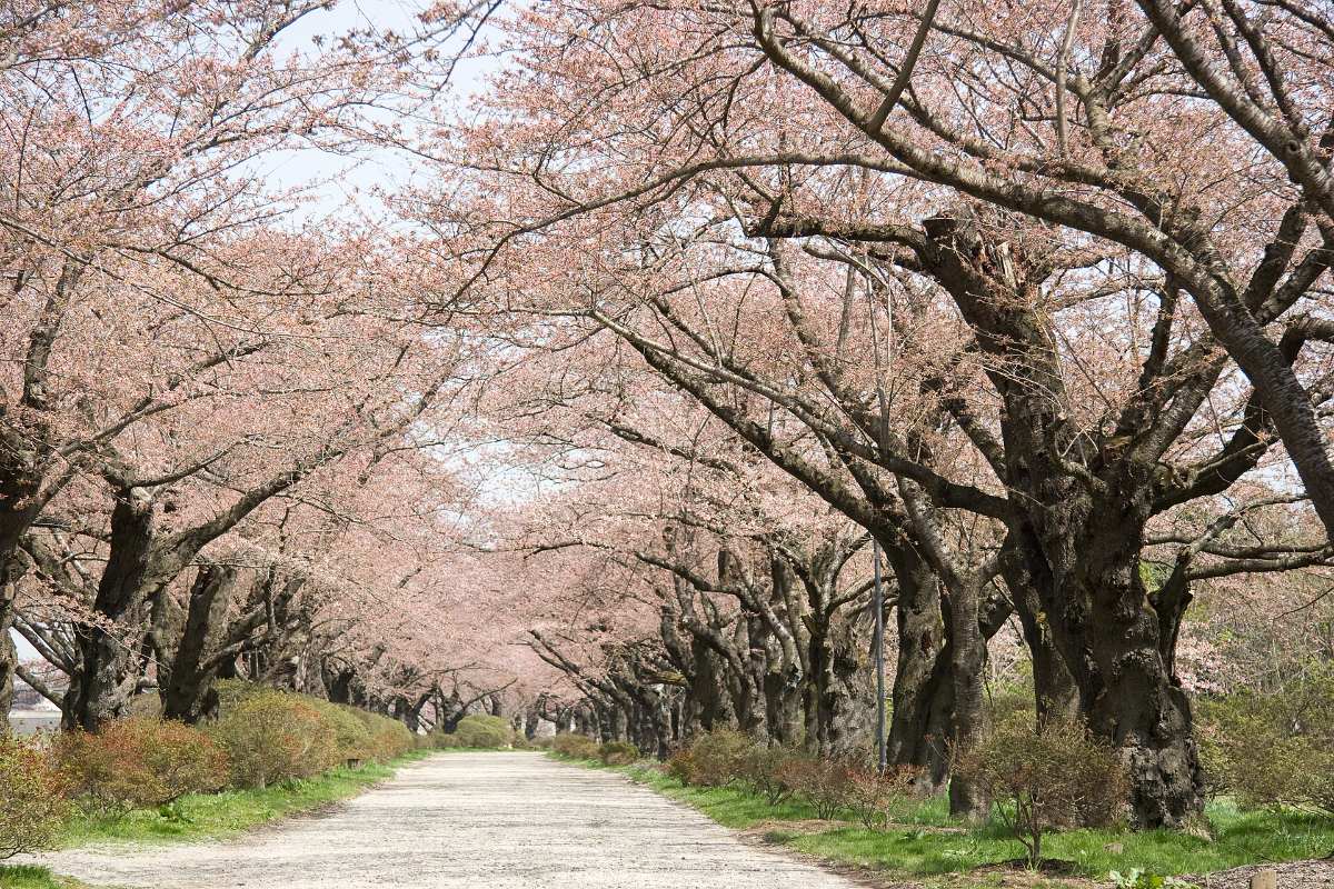 สวนเท็นโชจิ คิตากามิ