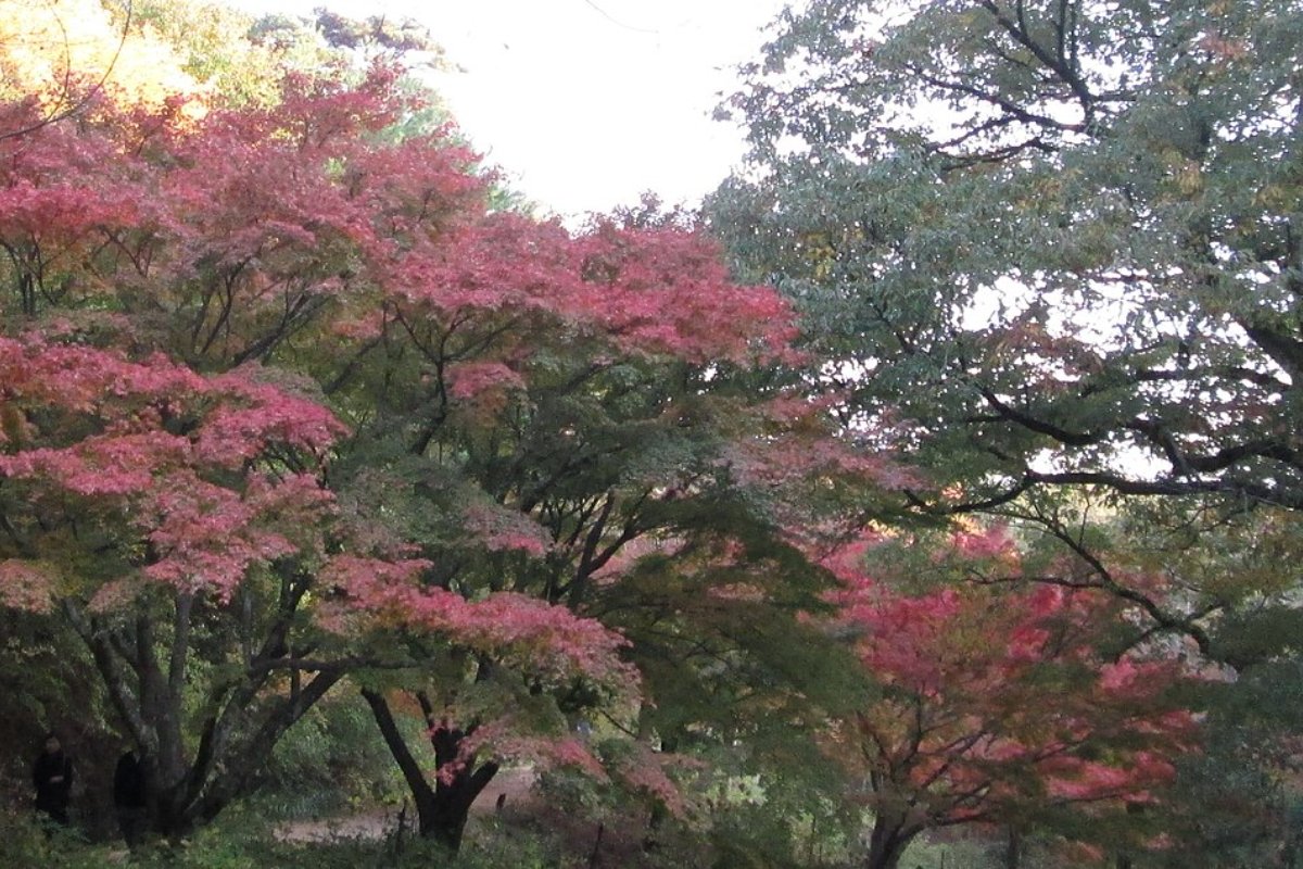 สวนพฤกษศาสตร์ป่าไม้เมืองโกเบ