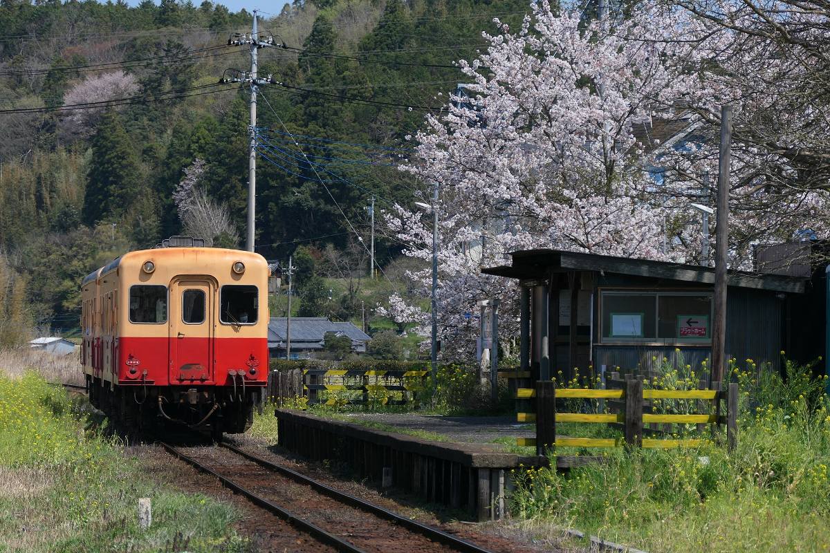 รถไฟสีครีมแดงของโคมินาโตะเท็ตสึโดกับซากุระที่สถานี
