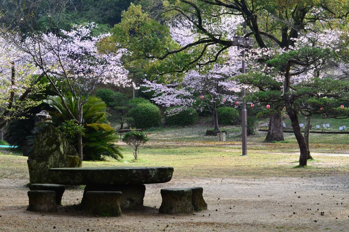 ซากุระในสวนจากาตานิ เมืองทามานะ