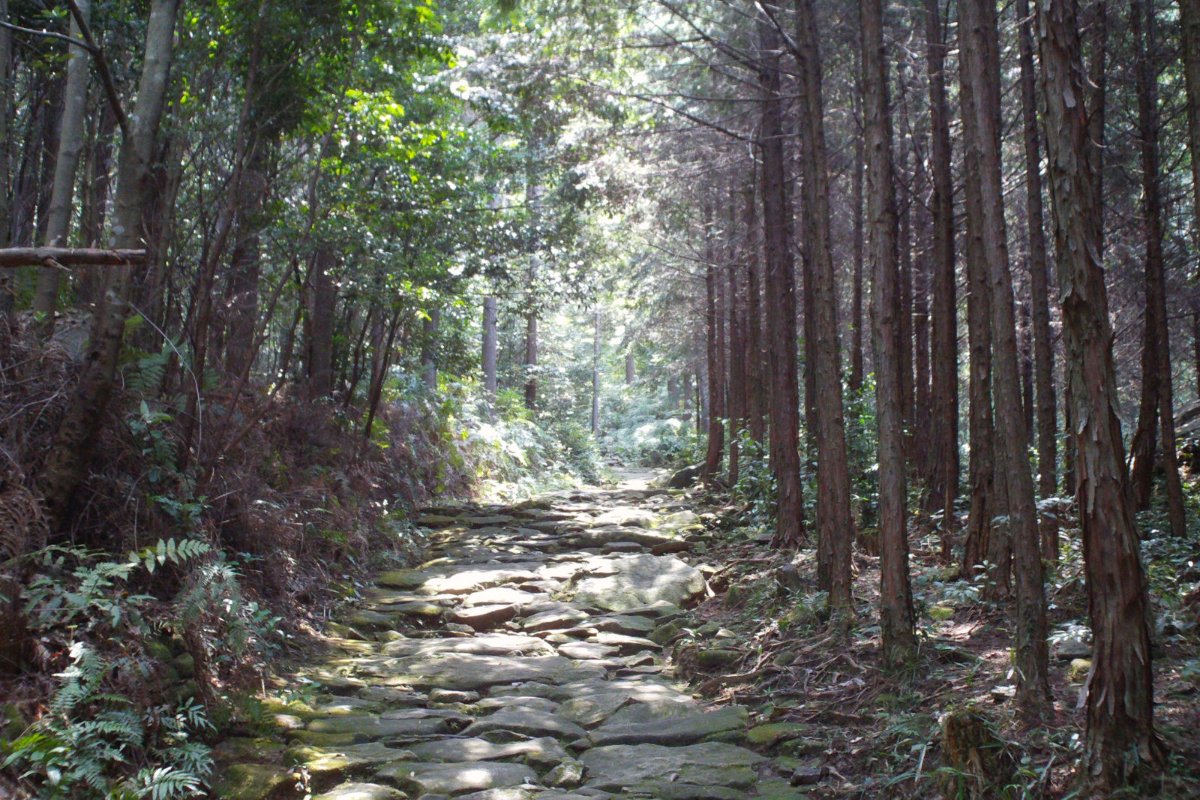 ทางเดินหินในป่าซีดาร์ของคุมาโนะโคโดะสายอิเสะจิ