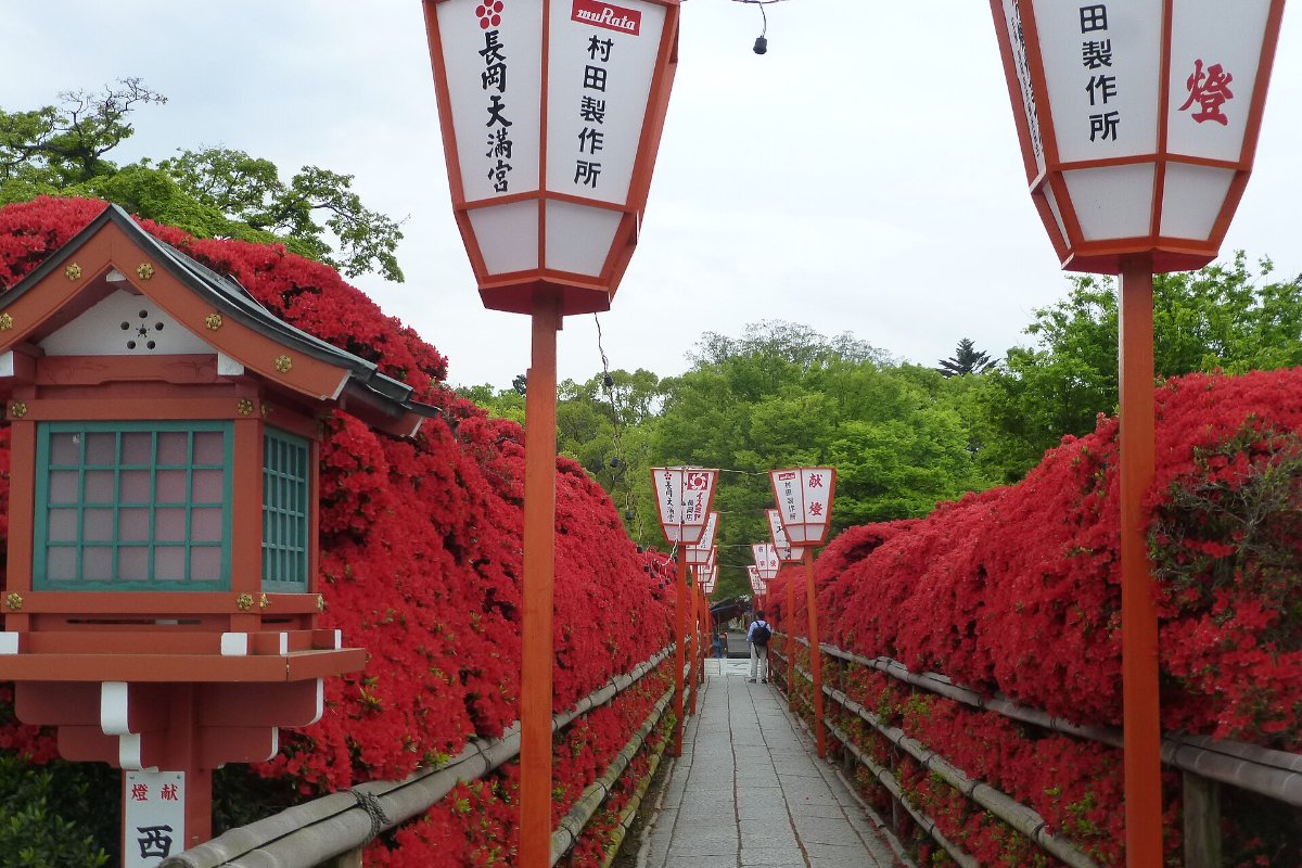อาซาเลียคิริชิมะสีแดงสดบานสองข้างคันดินกลางสระของศาลเจ้านางาโอกะเท็นมังงู เกียวโต