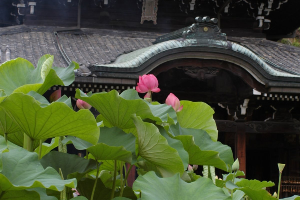ไฮเดรนเยียหลากสีบานแน่นใต้แนวต้นสนซีดาร์ในวัดมิมุโรโทจิ เมืองอุจิ