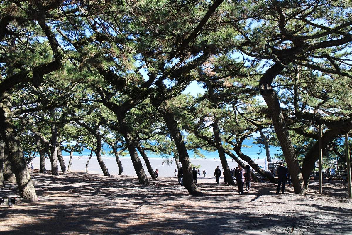 ป่าสนริมชายหาดมิโฮะ