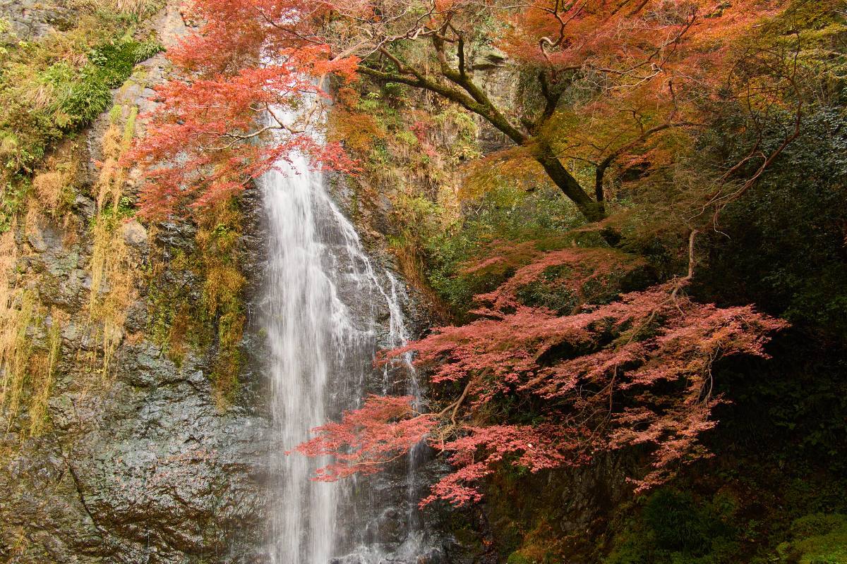 สวนมิโนะ (น้ำตกมิโนะ・ทางเดินริมน้ำตก)