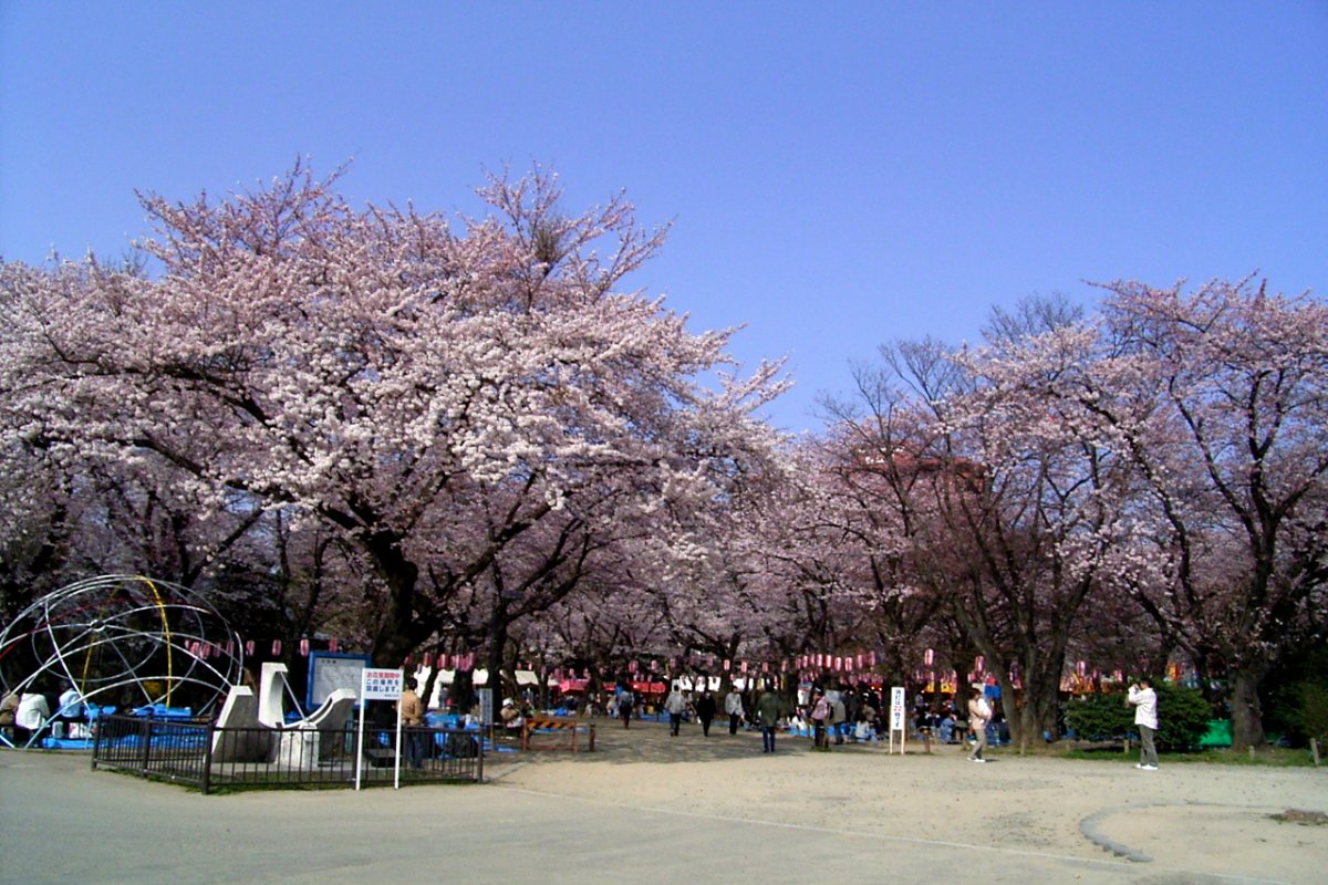 ซากุระและไลต์อัปกลางคืนที่สวนนิชิโคเอ็น เมืองเซ็นได