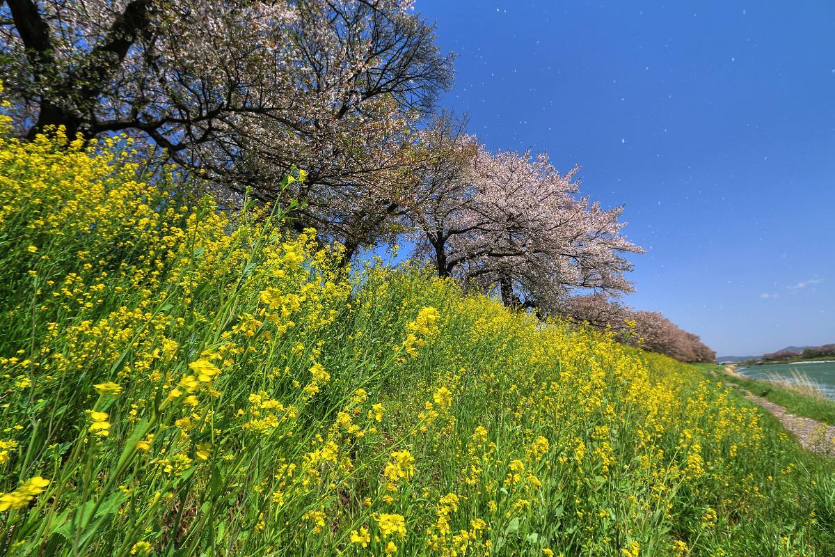 ทุ่งเรพซีดสีเหลืองบนเนินซันบงงิ เมืองโอซากิ ในช่วงเทศกาลดอกเรพซีด