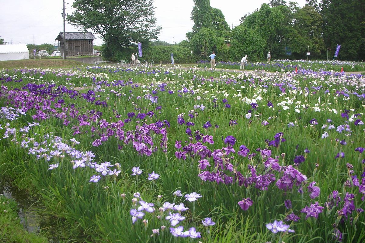 ดอกไอริสบานในสวนไอริสที่ซากเมืองทางะโจ เมืองทางะโจ