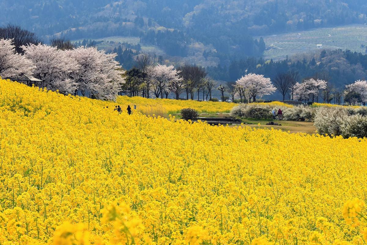 ทุ่งเรพซีดสีเหลืองริมแม่น้ำอาบุคุมะ เมืองคาคุดะ