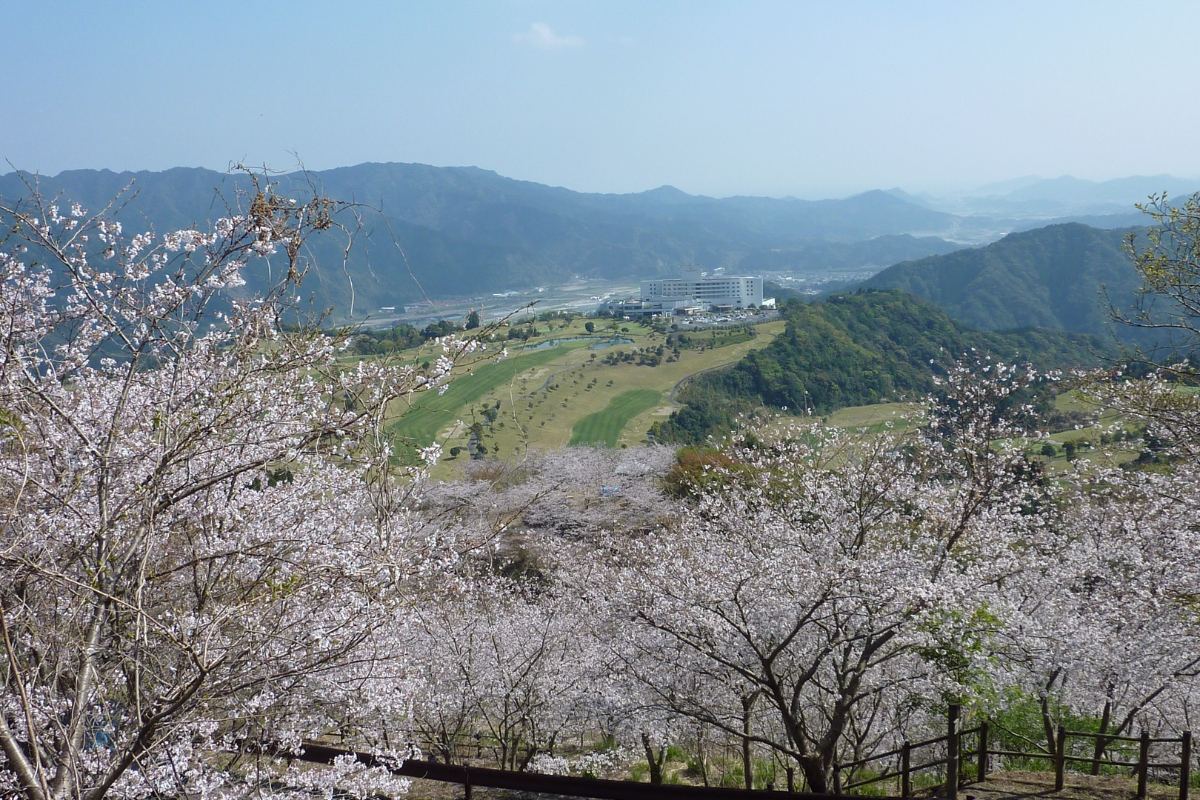 ซากุระในสวนฮานาดาเตะ เมืองนิจินัน