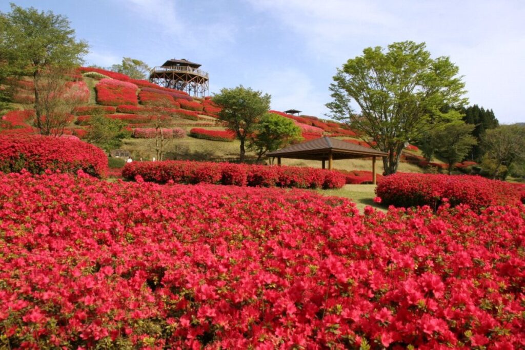 อาซาเลียในสวนชีบาเอะ เมืองมิมาตะ
