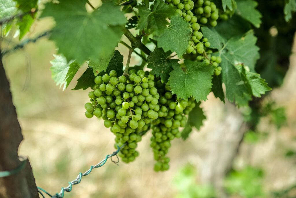เก็บองุ่น Shine Muscat ที่สวนมิโยบะ ฟุกุโอกะ: เดินเข้าสวนเลือกพวงซื้อกลับ
