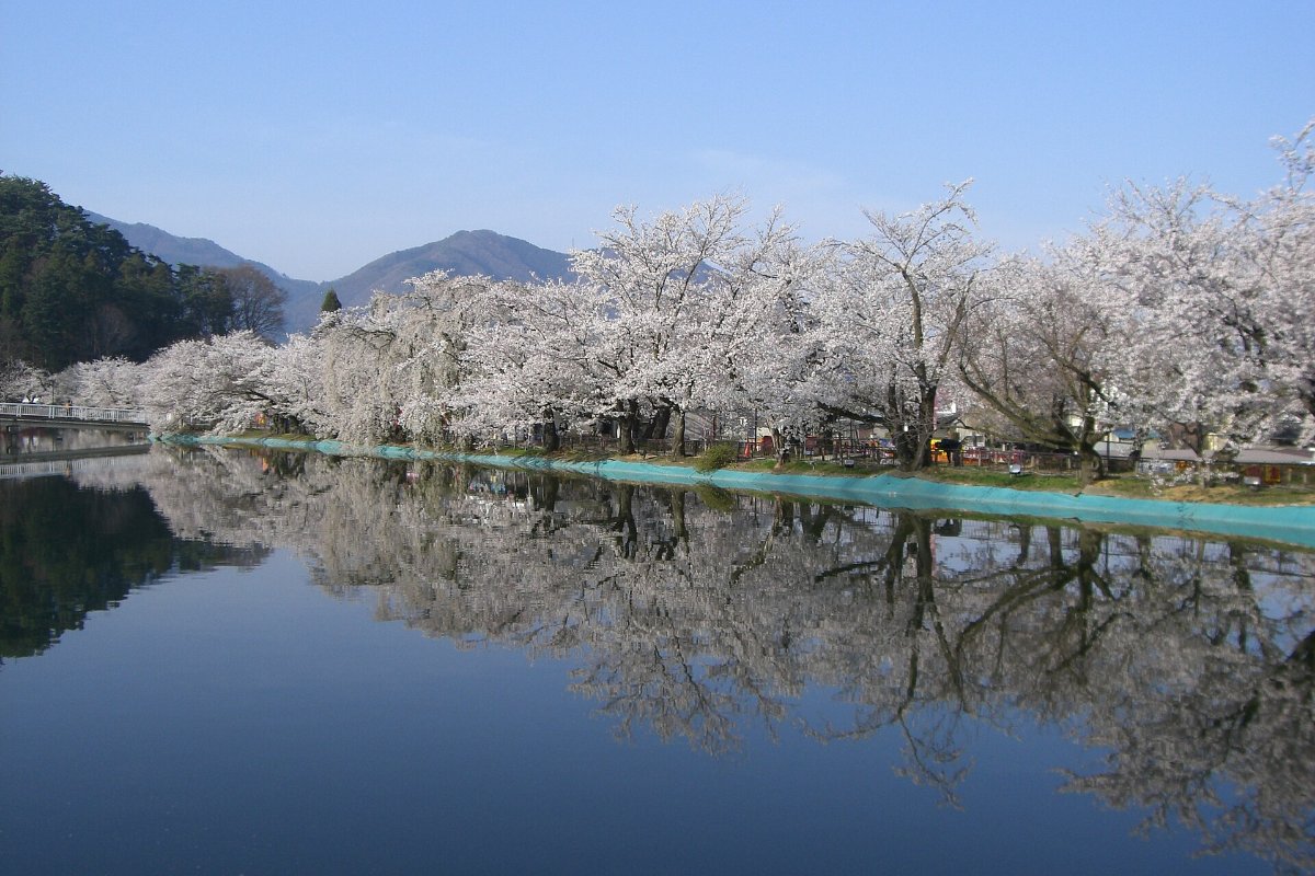 ซากุระที่สวนกาเรียว เมืองซูซากะ
