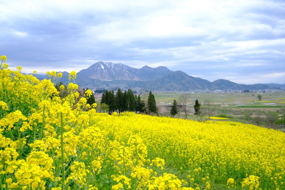 ทุ่งดอกนาโนะฮานะที่สวนนาโนะฮานะ เมืองอีอิยามะ