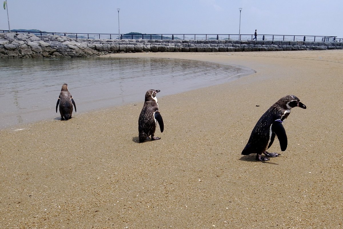 เพนกวินเดินบนชายหาดกลางแจ้งของพิพิธภัณฑ์สัตว์น้ำเพนกวินนางาซากิ