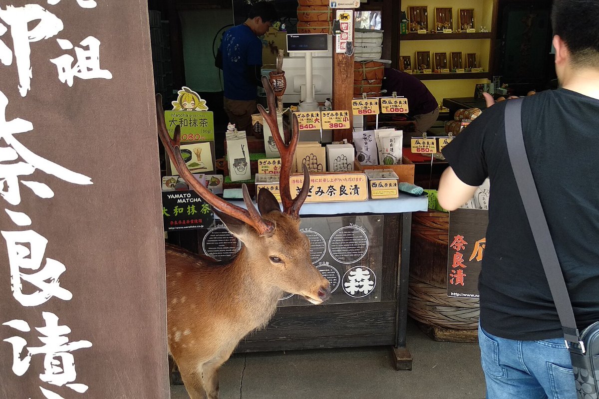 แตงดองกากเหล้าสาเกสีน้ำตาลเข้มหั่นเป็นชิ้นวางบนจาน ร้านหน้าวัดโทไดจิ นารา