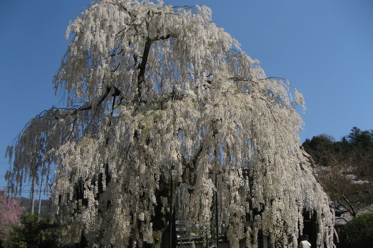 ซากุระย้อยกิ่งสีชมพูเข้มหลายต้นบานในวัดโอโนเดระ เมืองอุดะ นารา