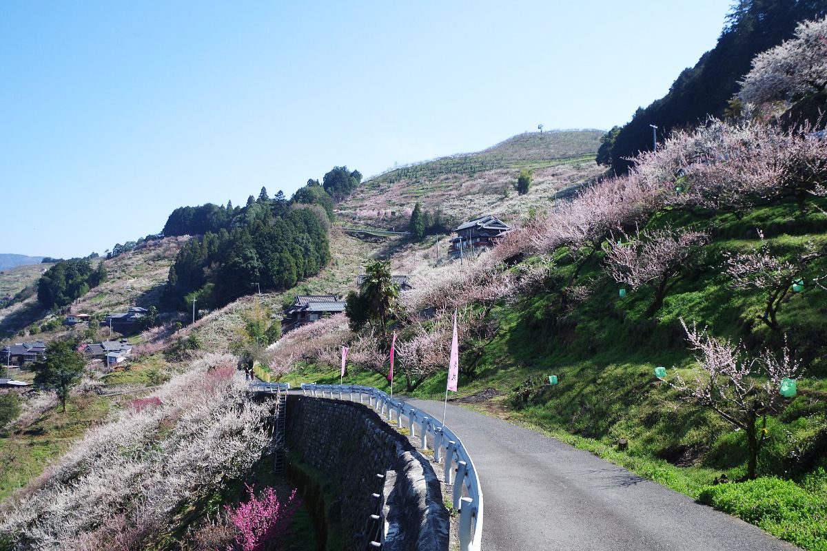 ดอกบ๊วยบานเต็มลาดภูเขาในสวนบ๊วยอาโนะ เมืองโกโจ นารา