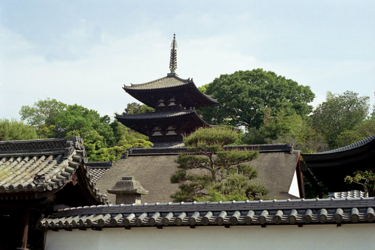 ดอกโบตั๋นสีชมพูและแดงบานในลานวัดไทมะเดระ เมืองคัตสึรางิ นารา