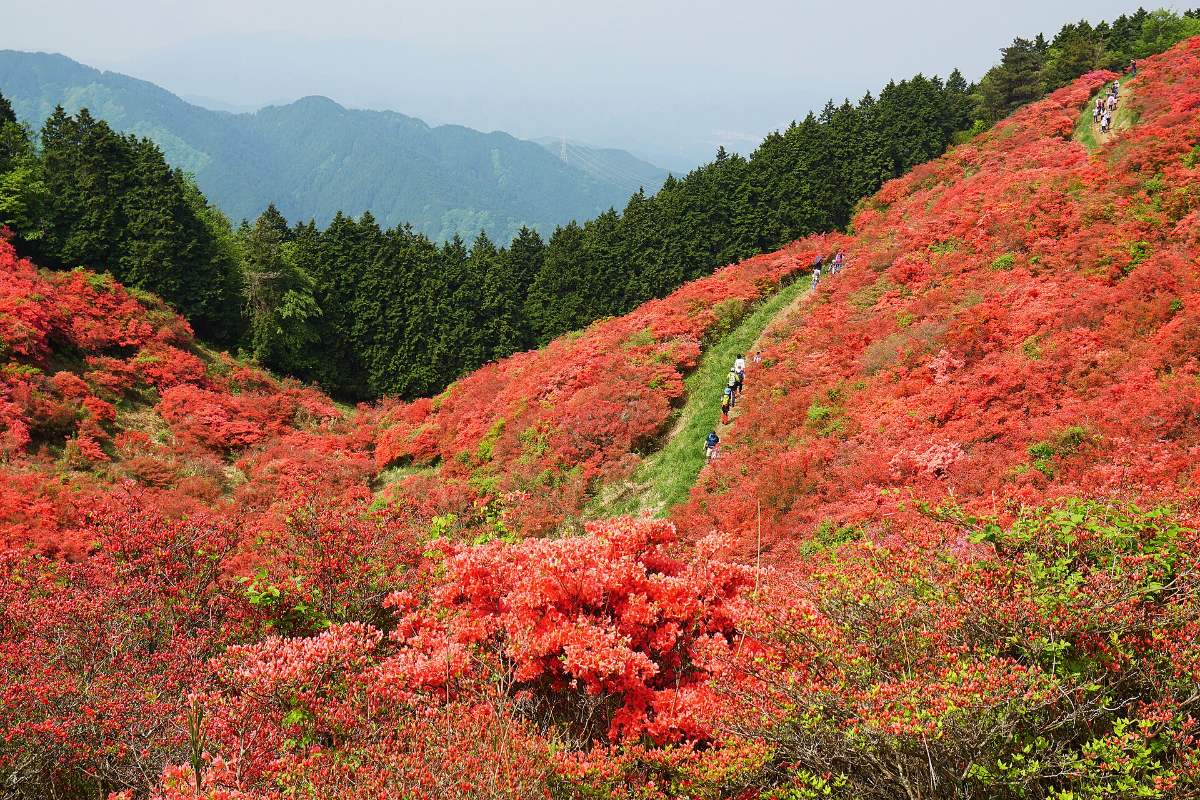 ดอกอาซาเลียสีแดงบานเต็มเนินบนยอดภูเขาคัตสึรางิ เมืองโกเซะ นารา