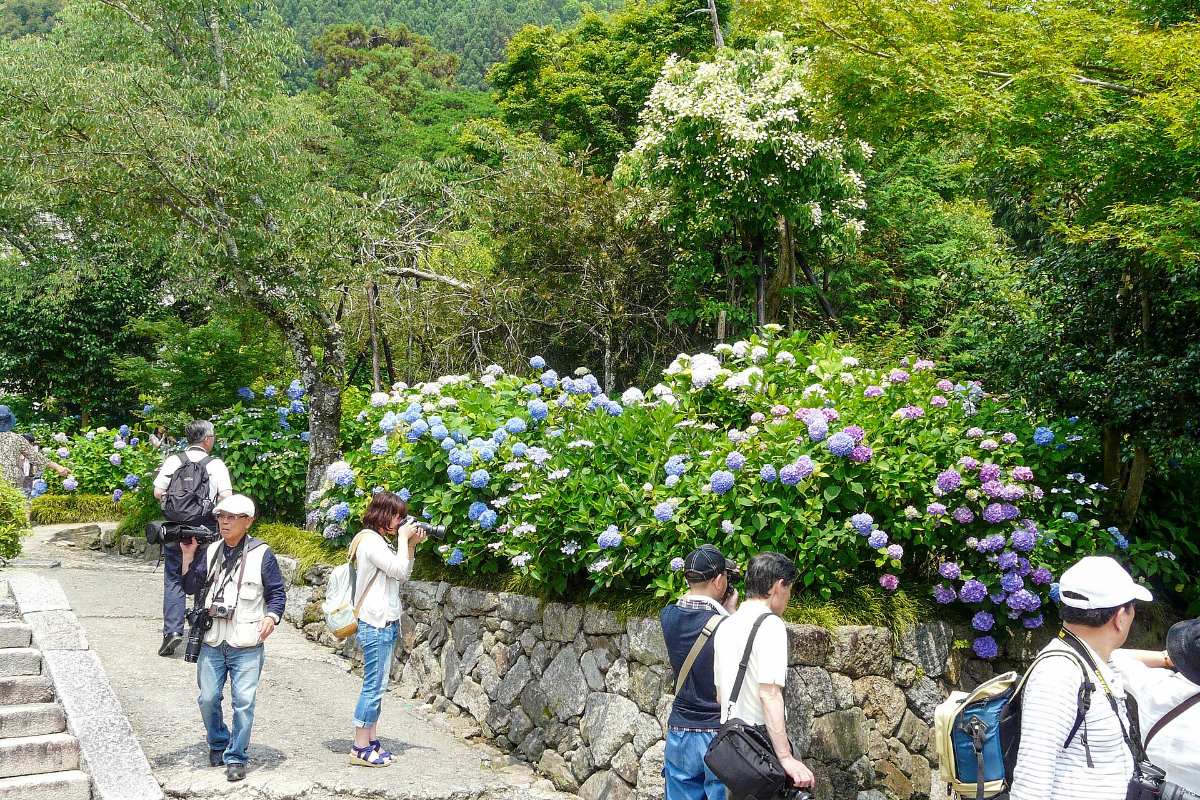ไฮเดรนเยียสีฟ้าและม่วงบานเต็มเนินในวัดยาตาเดระ เมืองยามาโตะโคริยามะ นารา
