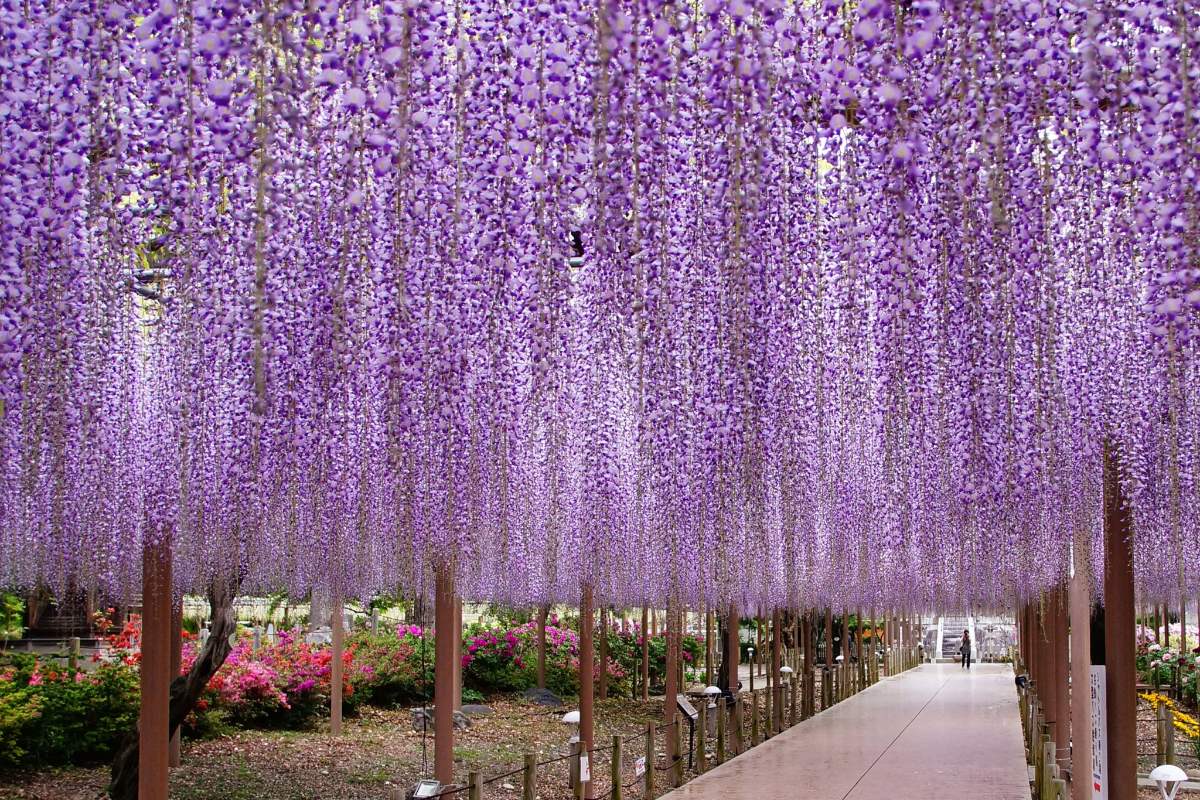 อุโมงค์ดอกฟูจิในสวนมันดาราจิ เทศกาลดอกฟูจิโคนัน