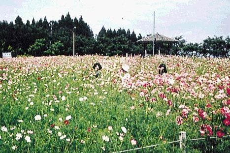 ทุ่งคอสมอสบนที่ราบสูงมองเห็นทุ่งนาโอซากิ เมืองโอซากิ