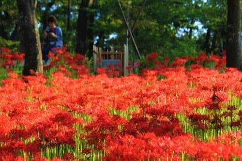 ทุ่งดอกฮิกันบานะสีแดงที่สวนซากปราสาทฟุนาโอกะ เมืองชิบาตะ