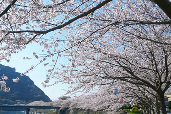 ซากุระบานในสวนฮงโง เมืองชิโมดะ