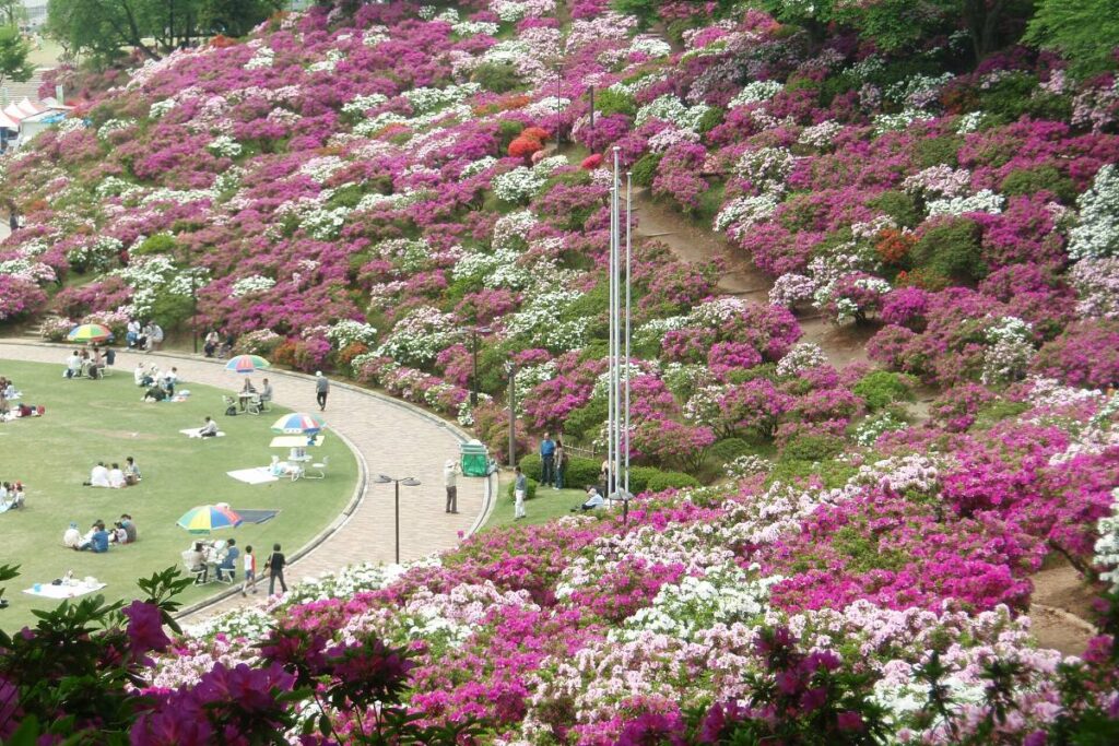 ดอกไม้ฤดูใบไม้ผลิฟุกุอิ｜สึสึจิ ชิบะซากุระ วิสทีเรีย