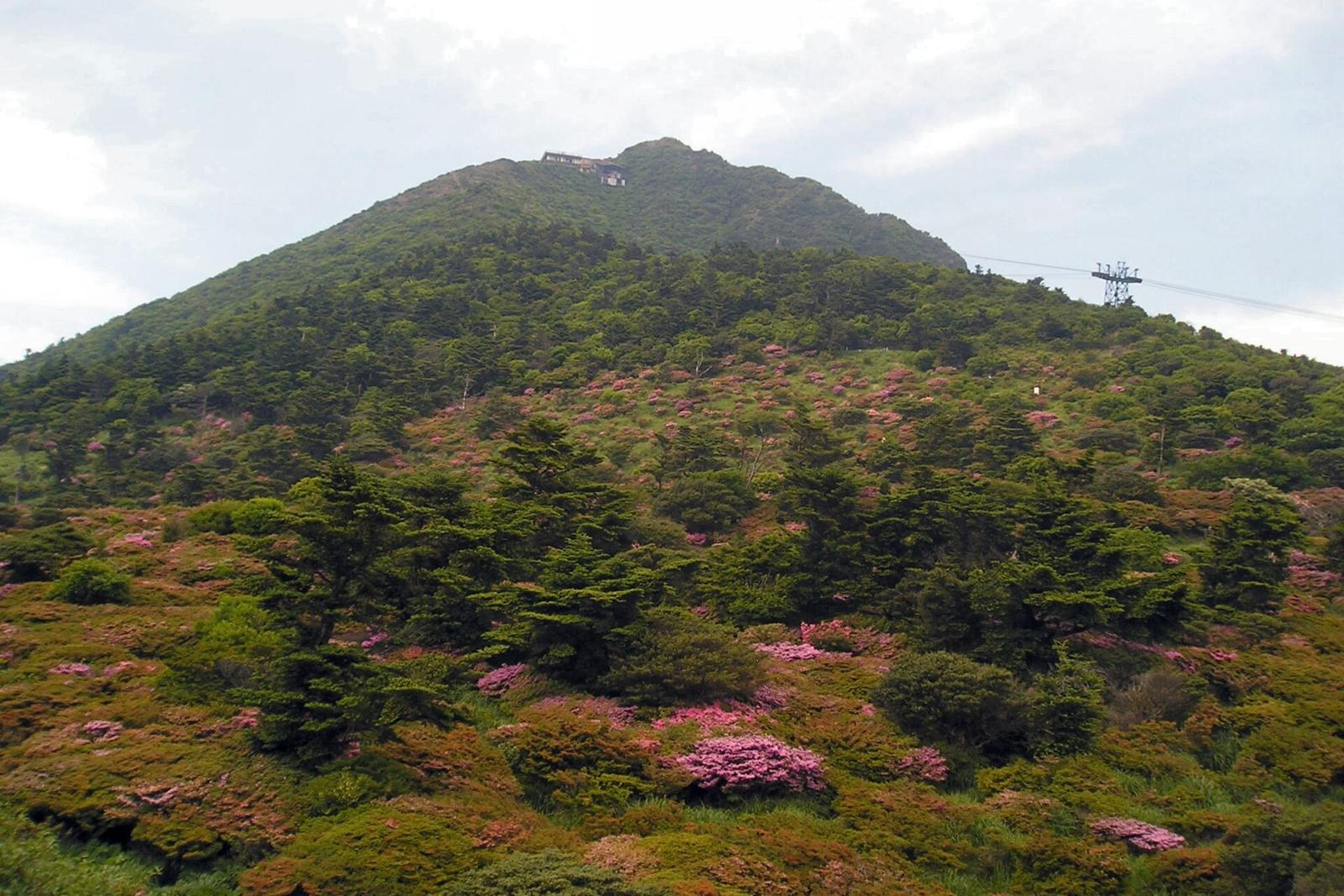 ดอกมิยามะคิริชิมะบานที่ช่องเขานิตะในเดือนพฤษภาคม
