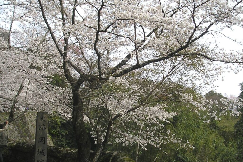 ซากุระในซากปราสาทโอกะ เมืองทาเคตะ