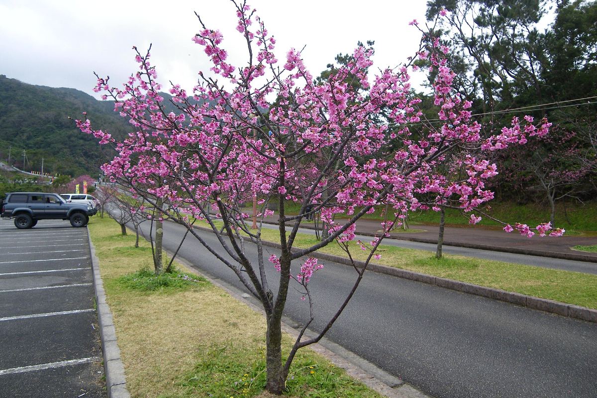 ซากุระริมถนนบนภูเขายาเอดาเกะ เมืองโมโตบุ