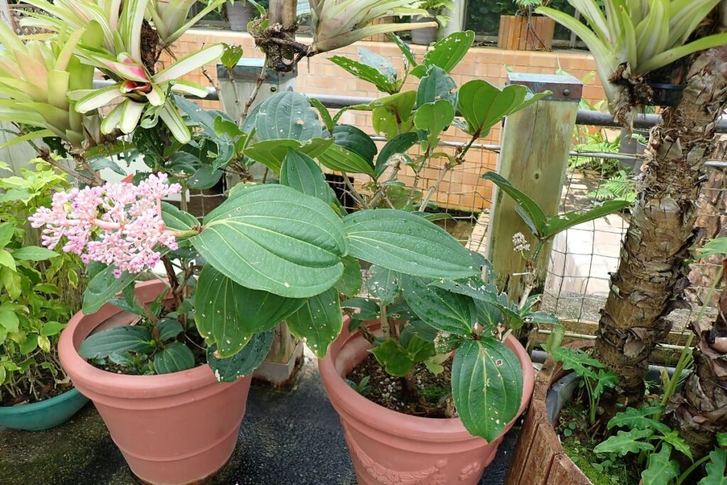 ดอกไม้เขตร้อนในศูนย์ทรอปิคอลดรีม สวนไคโยฮาคุ