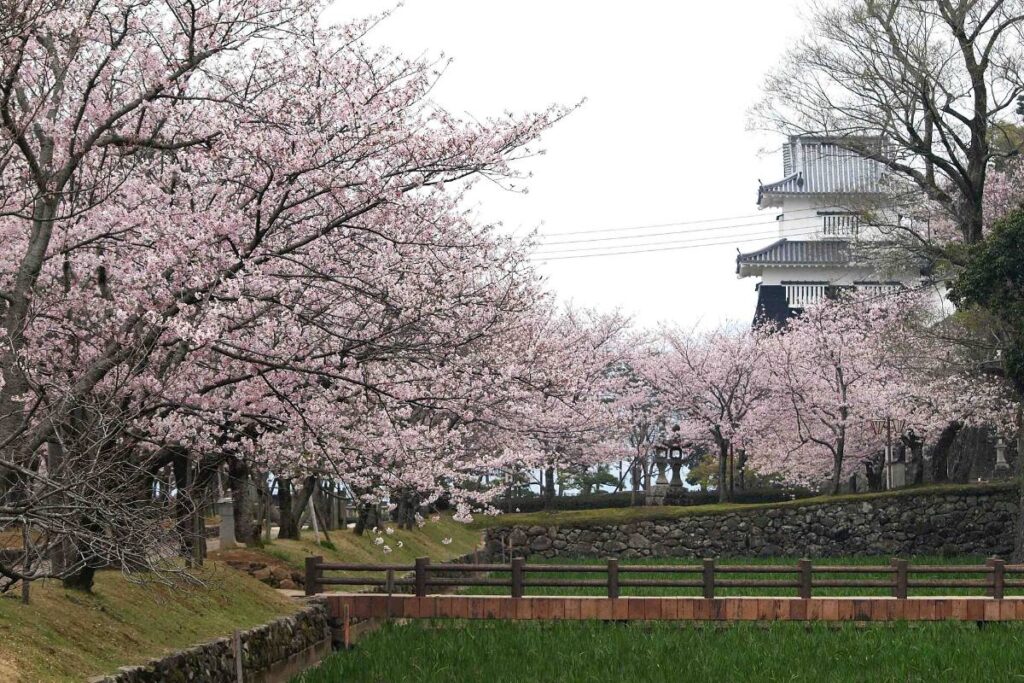 ซากุระบานในสวนโอมุระ จังหวัดนางาซากิ