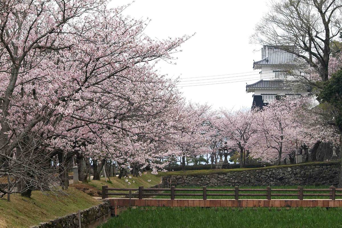 ซากุระบานในสวนโอมุระ จังหวัดนางาซากิ