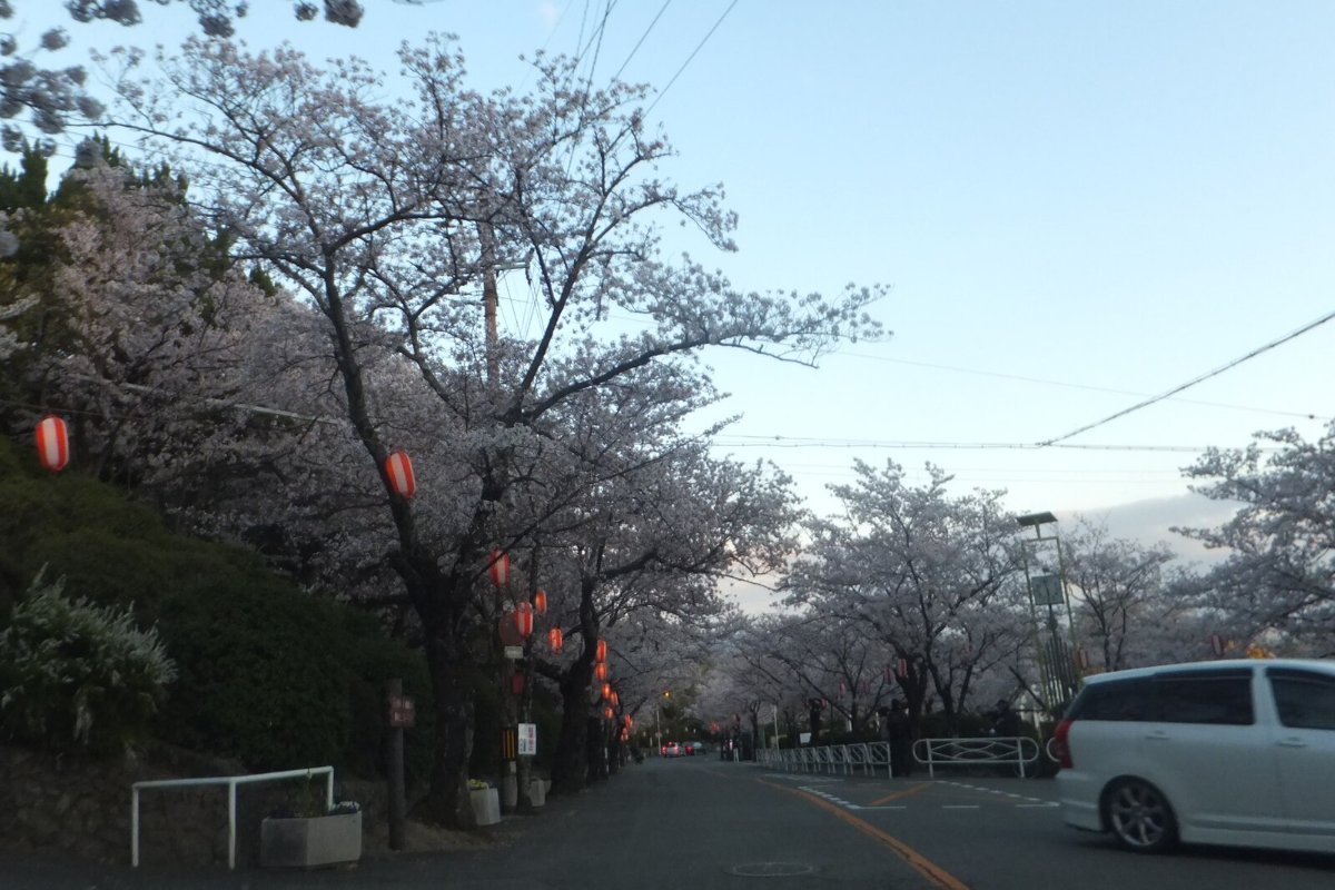 ซากุระบานบนเนินเขาของสวนซัตสึกิยามะ เมืองอิเคดะ โอซาก้า