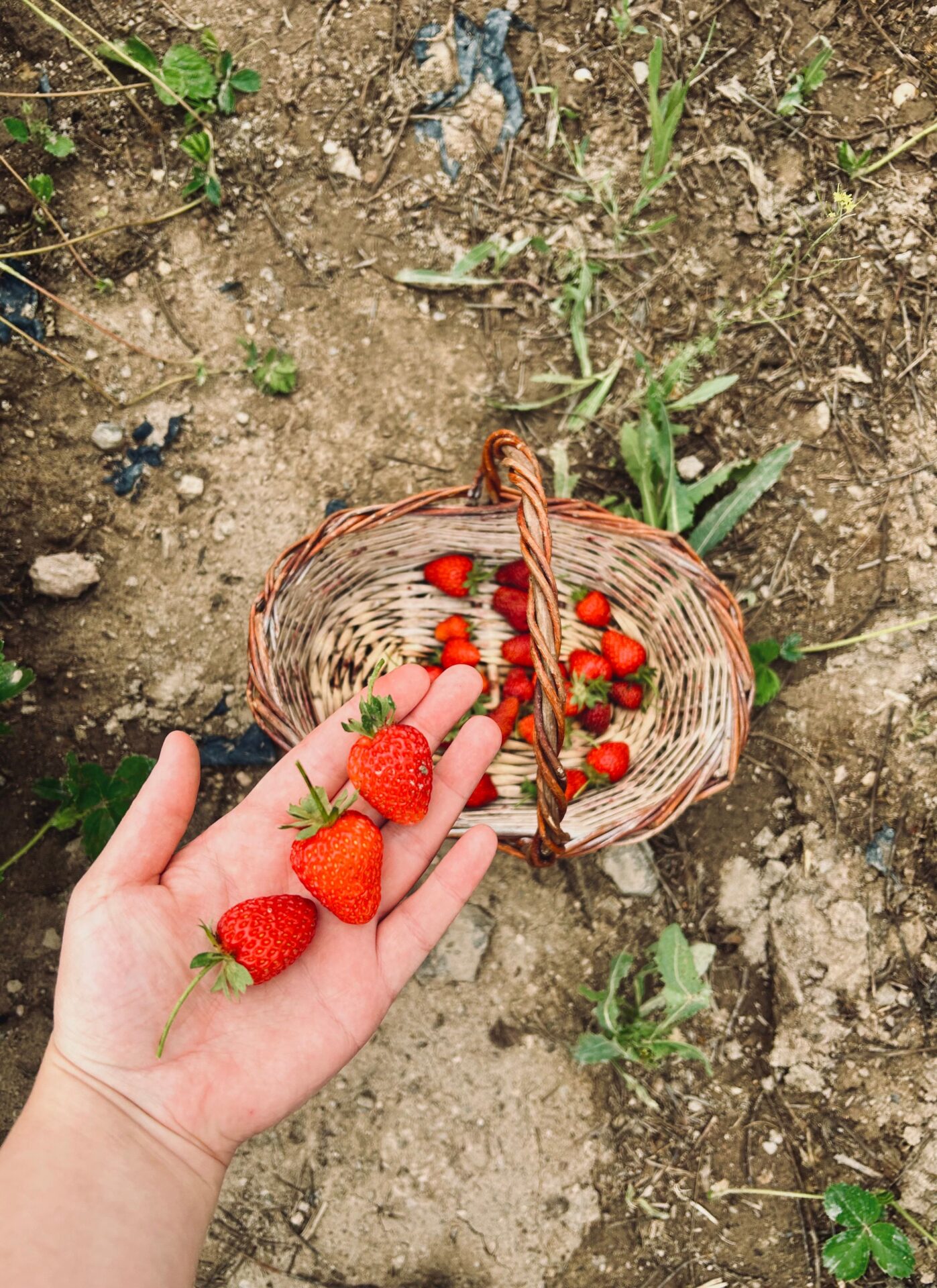 ภาพประกอบมือที่ถือสตรอว์เบอร์รี ไม่ใช่ภาพของ Kibi Farm Pikapika
