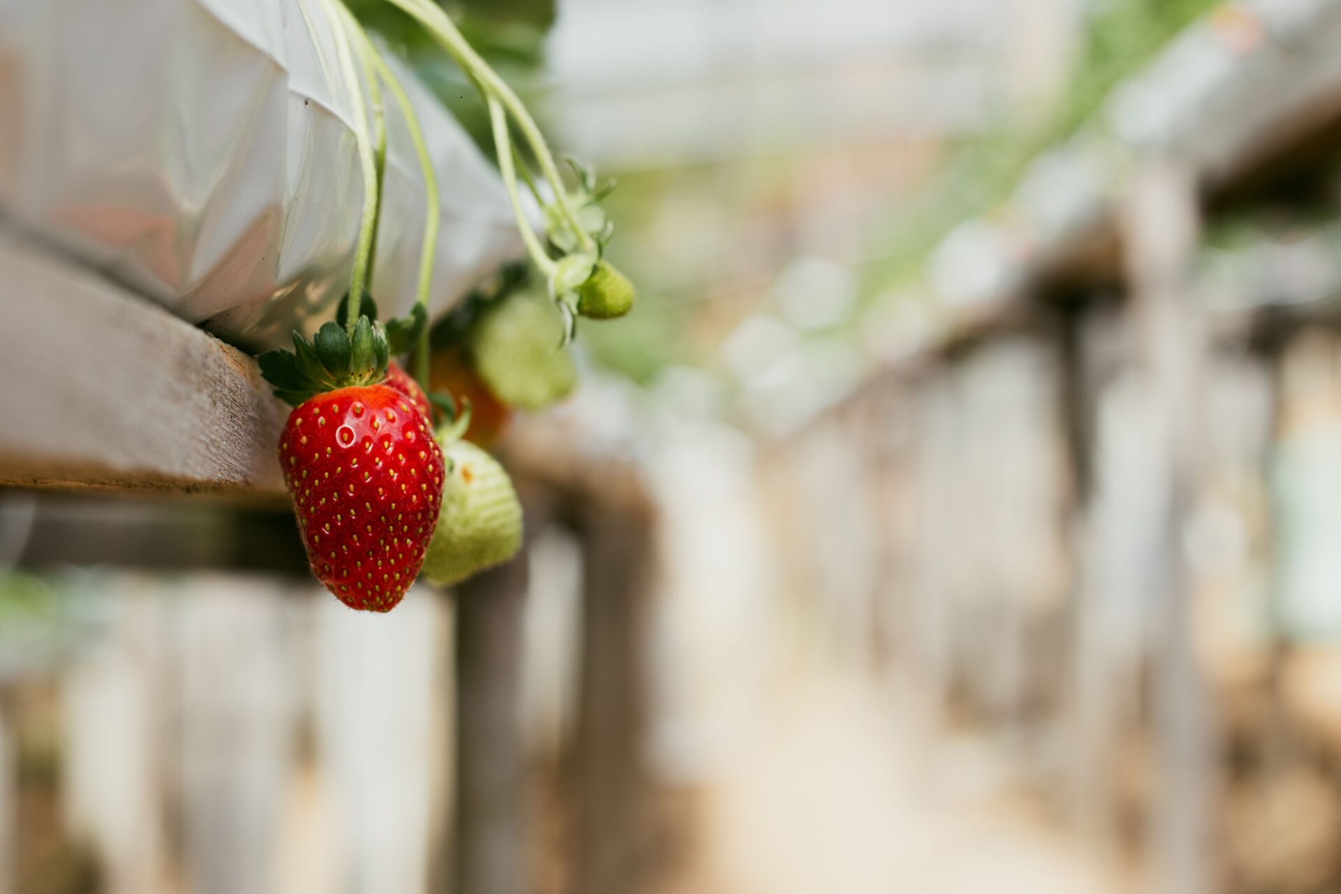 ภาพประกอบ: สตรอว์เบอร์รีบนแปลงยกสูงในเรือนปลูกอื่น ไม่ใช่ Kamome Farm