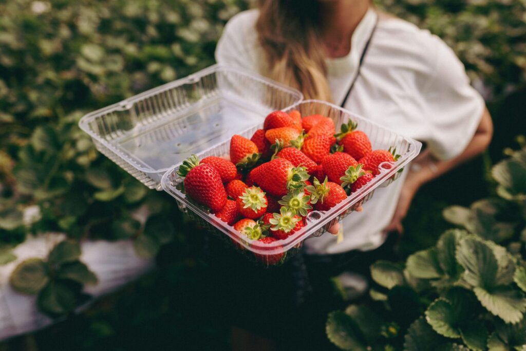 เก็บสตรอว์เบอร์รีที่ Kamome Farm โอคายามะ | ชิมหลายสายพันธุ์ 50 นาทีในสวนเดียว