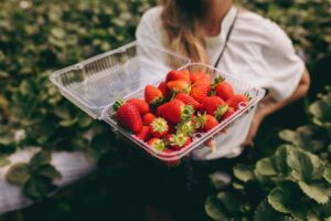 เก็บสตรอว์เบอร์รีที่ Kamome Farm โอคายามะ