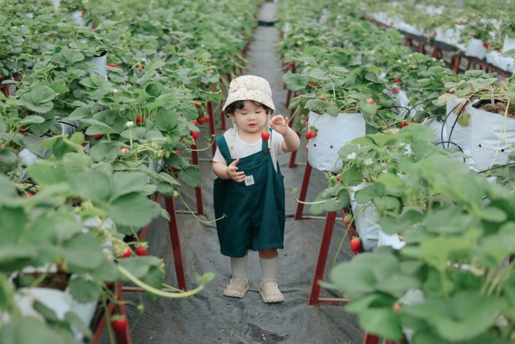 ภาพประกอบเด็กในโรงเรือนเก็บสตรอว์เบอร์รี ไม่ใช่ภาพจริงของ Okayama Fruits Farm