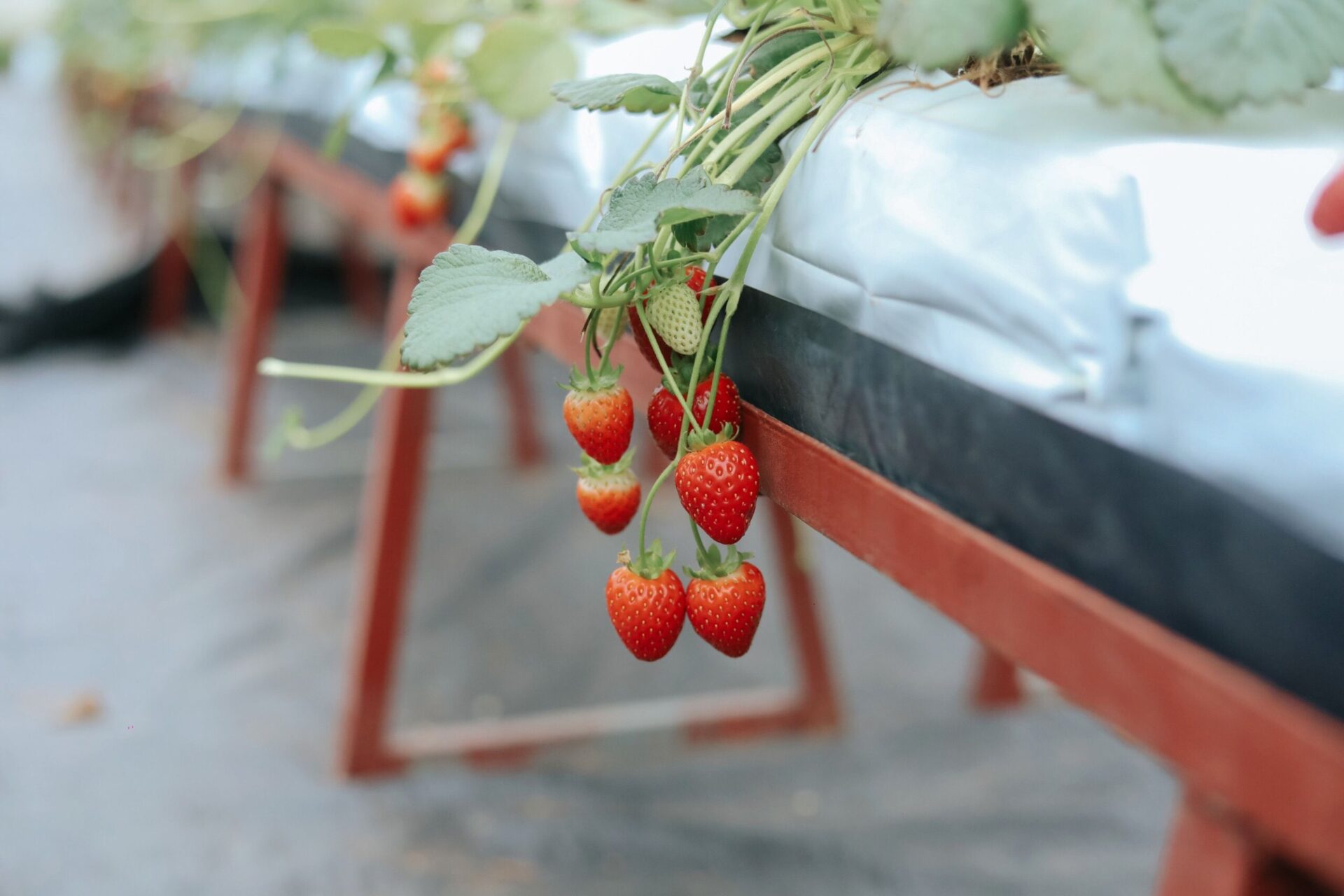 ภาพประกอบสตรอว์เบอร์รีในโรงเรือน ไม่ใช่ภาพจริงของ Yoshii Farm