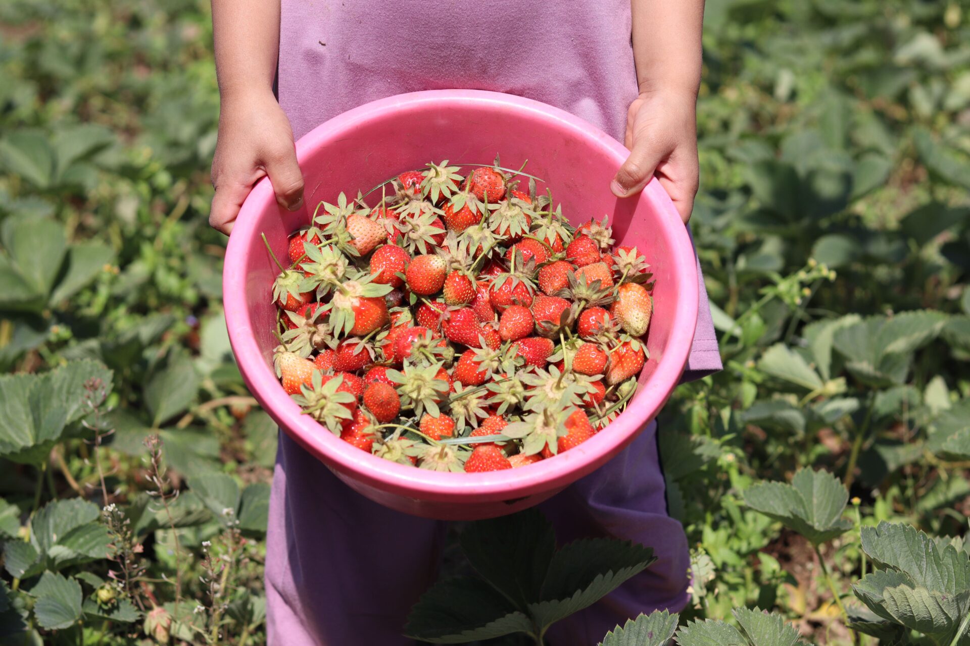 ภาพประกอบสตรอว์เบอร์รี ไม่ใช่ภาพจริงของ Nakayama Strawberry Farm