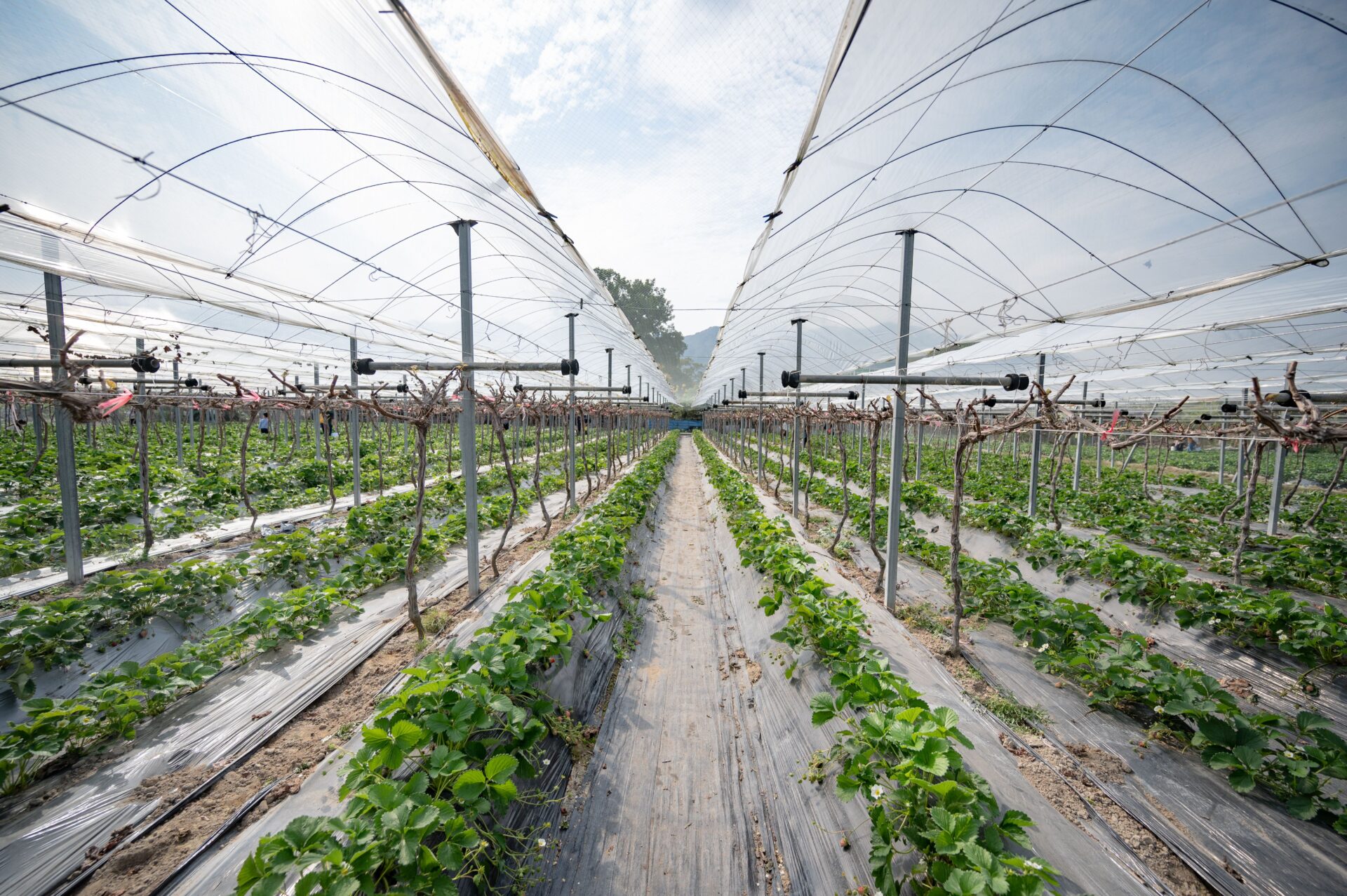 ภาพประกอบโรงเรือนปลูกสตรอว์เบอร์รี ไม่ใช่ภาพจริงของ Yoshii Farm