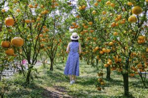 เก็บส้มที่ Nakaiso Farm โอคายามะ